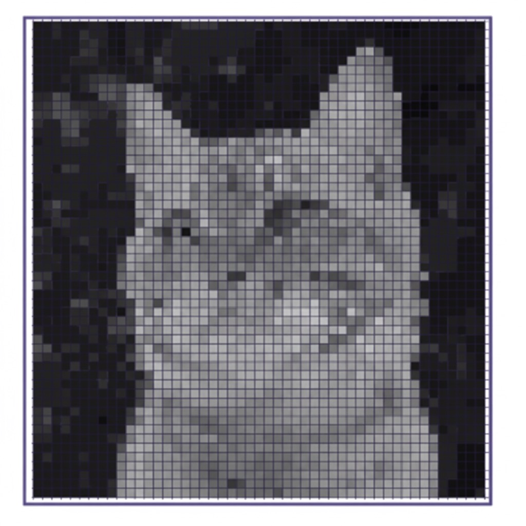 AI ID a Cat