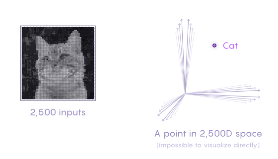 The images about cat of 2500 dimensions